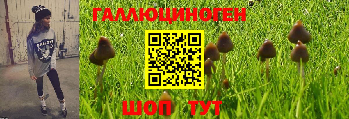 где купить наркотик  Нефтекамск  Псилоцибиновые грибы прущие грибы  Псилоцибиновые грибы GOLDEN TEACHER 